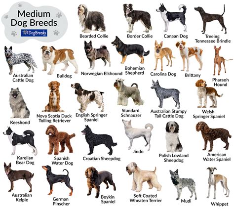 Top Dog Breeds In Us 2024 - Mina Suzann