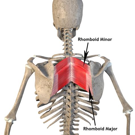 Rhomboid Major and Rhomboid Minor Origin, Insertion, Action - The ...