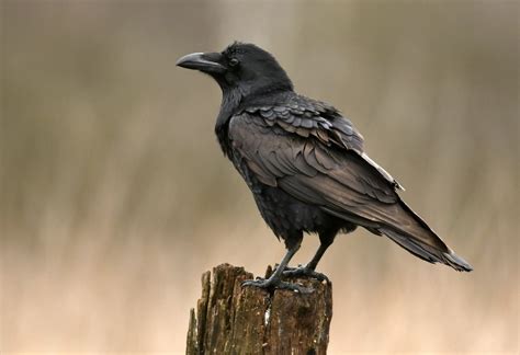 Raven Bird