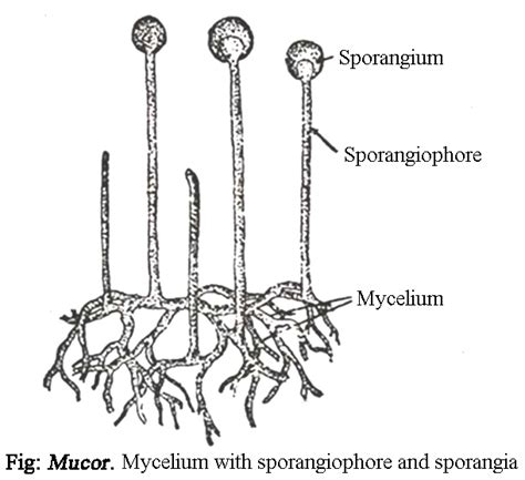 🎉 Mucor reproduction. Mucor : Occurrence, Reproduction, Somatic ...