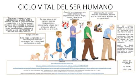 Trabajo Ciclo Vital del ser humano | Ciclos de vida, Etapas del ...