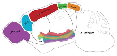 The Hidden Powerhouse: Exploring the Role of the Brain's Claustrum ...