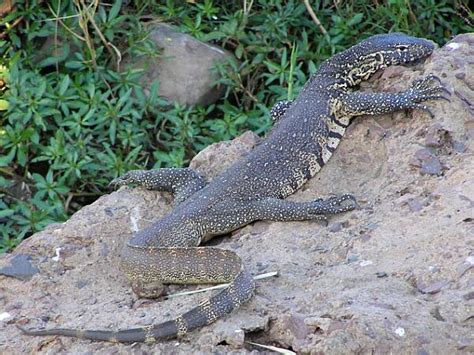 Animal Kingdom: Nile Monitor Lizard