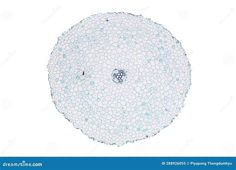 Plant Tissues Under the Microscope in the Laboratory. Stock ...