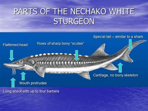 Photo Gallery | Nechako White Sturgeon Recovery Initiative