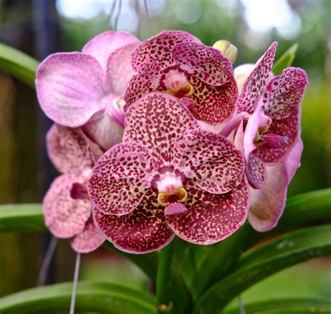 30 Popular Types Of Orchids: Blessing From Mother Nature | Constant ...