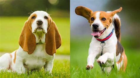 Basset Hound vs. Beagle: What's the Difference?