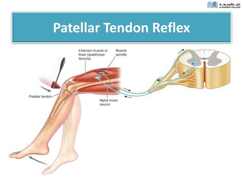 PPT - Spinal Cord Reflexes PowerPoint Presentation, free download - ID ...