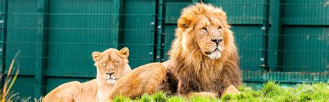 Dublin Zoo | Attractions In Dublin | Big Bus Tours