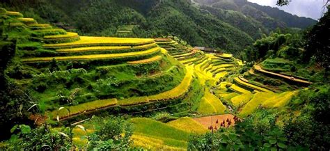 The 2000-year-old Ifugao rice terraces - a true staircase to heaven ...