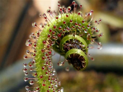 south-african-king-sundew - Carnivorous Plant Resource