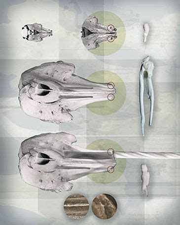 narwhal skull Narwhal Tusk, The Narwhal, Spires, Bones, Skull, Anatomy ...