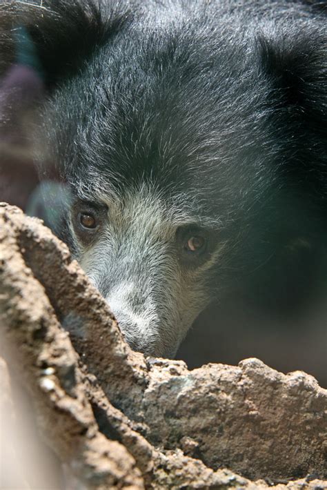 Sloth Bear (Melursus ursinus) | Habitat: Sloth bears live in… | Flickr