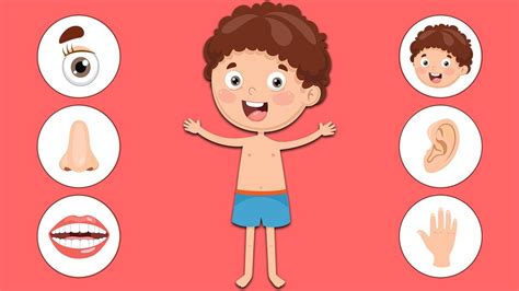 PARTS OF THE BODY-KIDS VOCABULARY | Create WebQuest