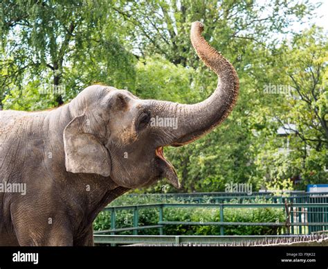 Elephant is raising its trunk up Stock Photo - Alamy