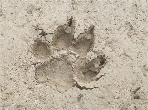 Free Wolf Paw Print, Download Free Wolf Paw Print png images, Free ...