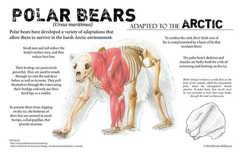 Polar Bear Educational Poster - Kirsten Wahlquist Illustration