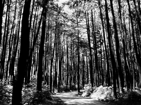 Black and White Forest Wallpaper - WallpaperSafari