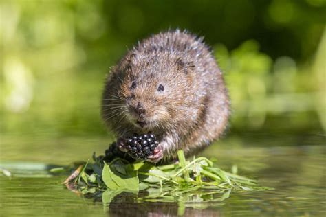 Water Vole | Heart of England Forest