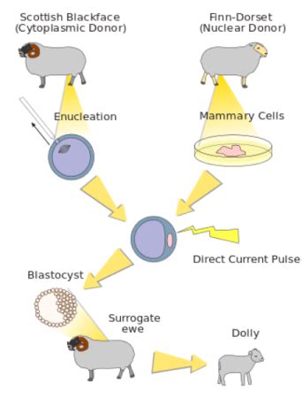 Animal Cloning Abnormalities