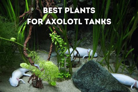 Best Plants For Axolotl Tanks [Top 5] – Pets From Afar