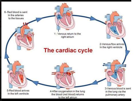 Flow Chart Of The Cardiac Cycle