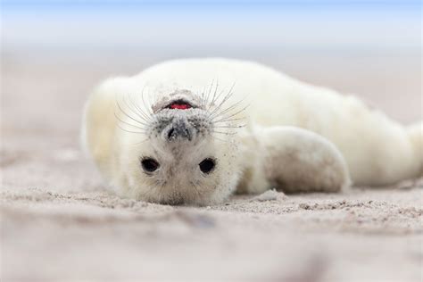 Biology: Grey Seal: Level 1 activity for kids | PrimaryLeap.co.uk