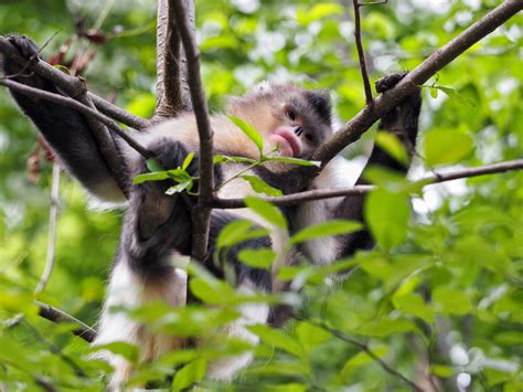 Travelogue: Getting to know endangered Yunnan snub-nosed monkeys - CGTN