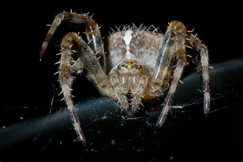 Scary Spider Wallpaper - WallpaperSafari