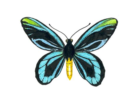 Buy Queen Alexandra's Birdwing Wallpaper Online | Happywall