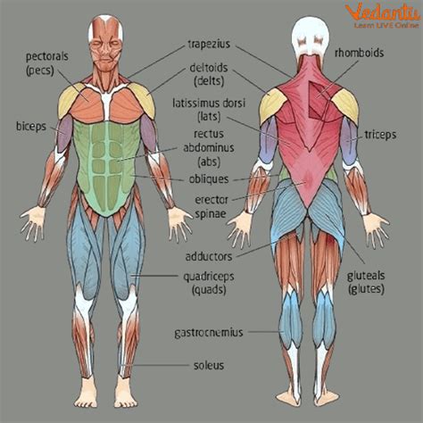 Muscular System for Kids - Learn Definition, Facts & Examples