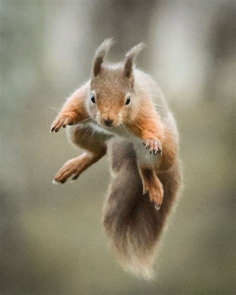 JUmping Squirrel by andystark | ePHOTOzine