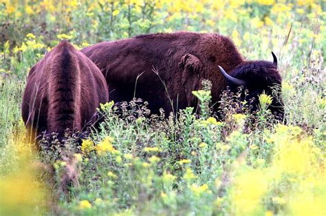 Bison Grazing Photograph by Tom Chamberlain - Fine Art America