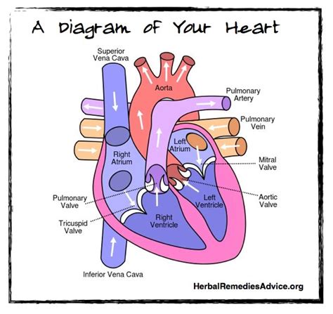 [DIAGRAM] Plant Circulatory System Diagram Labeled - MYDIAGRAM.ONLINE