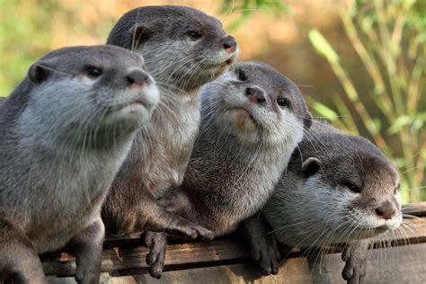 Cute Otter Wallpapers - Wallpaper Cave