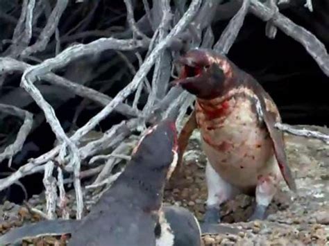 Video shows penguin getting into huge fight over adulterous female ...