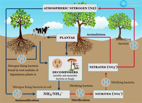 Nitrogen Fixation - Definition, Process, Examples