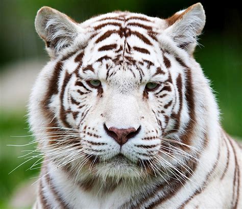 Papeis de parede Fauve Leopardo-das-neves Focinho Branco Animalia ...