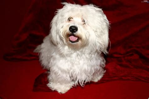 Havanese, White - Dogs wallpapers: 3072x2048