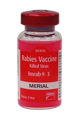 Rabies Vaccination: 13 Ways to Vaccinate More Safely - Dogs Naturally ...