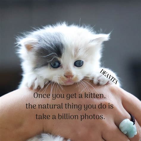 Funny kittens and cats quotes with adorable photos