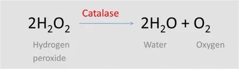 Catalase biochemical test-principal and how is it done? - Laboratory ...