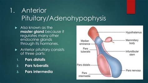 Pituitary gland (anatomy)