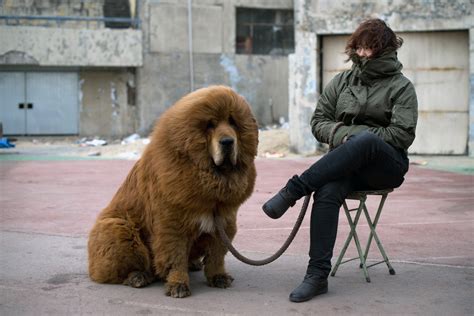 Once-Prized Tibetan Mastiffs Are Discarded as Fad Ends in China - The ...