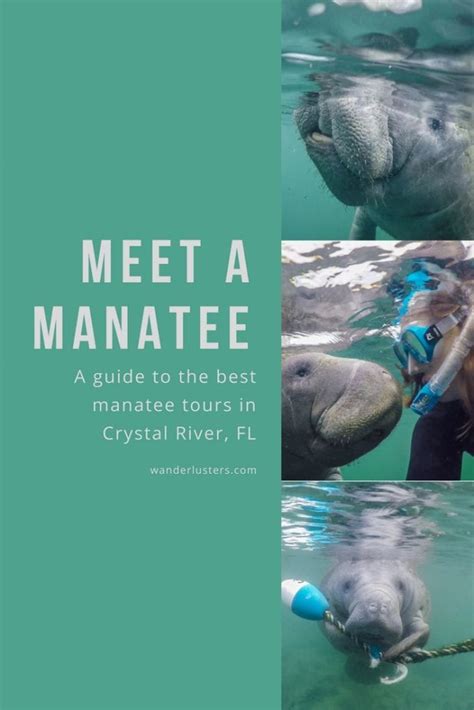 My Guide to Booking the Best Manatee Tours in Crystal River, Florida