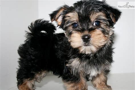 Morkie Poo Full Grown Malti- poo -maltipoo-puppy- ... | Morkie puppies ...