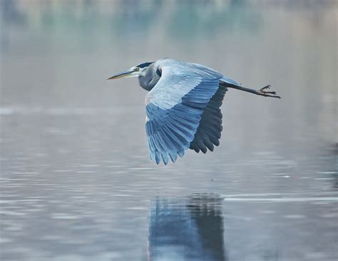 Back in the U.S.A.: Great Blue Heron Flying By