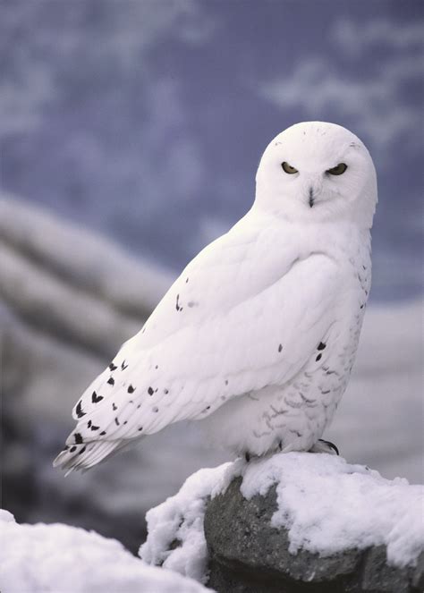 5 Interesting Facts About Snowy Owls | Hayden's Animal Facts