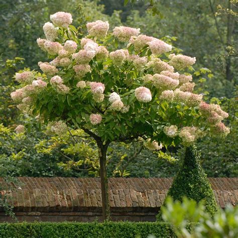 Hydrangea paniculata Grandiflora | White Flower Farm