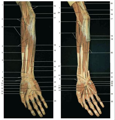 Rohen Images Block 1 Images 23 & 34 (flexor muscles of forearm and hand ...